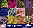 Nasiona roślin Coleus House rzadkie egzotyczna tęcza mieszane kolory wybór - Wielka Brytania