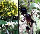 100 semi Solanum Torvum Albero delle melanzane Devil's Fig seeds eggplant