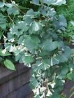 CP 1708 Ginkgo Biloba Variegata white Lighting Seeds Nasiona Sztuka 2