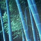 25 rari Semi di Bambù BLUE Gigante,Bamboo Phyllostachys Heterocycla,Bambusa 