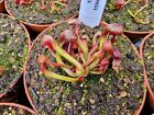 Darlingtonia californica, kobralilia, rośliny mięsożerne, odporne na zimę