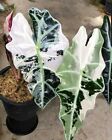 80001687 Alocasia Frydek Variegate Camouflage Plants 3 nasiona