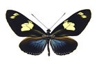 Unmounted Butterfly/Nymphalidae - Heliconius doris doris, Peru