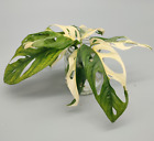 Monstera adansonii albo variegata sadzonka z korzeniami powietrznymi