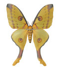 Unmounted Butterfly/Saturniidae - Argema mittrei, FEMALE, 90-94mm