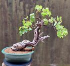 Bonsai di Vite a frutto bianco H. 60