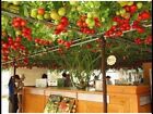 ALBERO GIGANTE DI POMODORO - TOMATO GIANT TREE, 10 SEMI