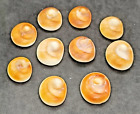 10 SHIVA EYES OPERCULUM SEA SHELL OCCHI DI SANTA LUCIA 10 PZ