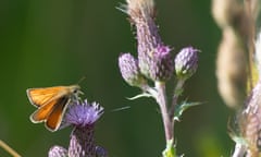 An Essex skipper butterfly feeding on thistle flowers in grassland in Dorney, Buckinghamshire.