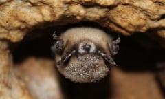 A bat with a white nose seen upside down as it hangs from rock