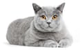 A British shorthair cat, lying on its paws, isolated on a white background