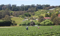 Farm workers at work in a field