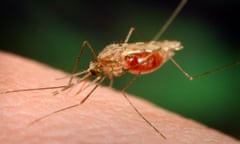 A mosquito takes blood from a human host.