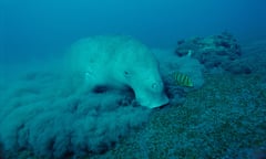 A large sea cow or dugong with its elongated snout stirring up sediment as it grazes the seabed