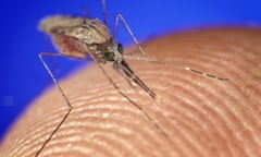 Stock<br>Mandatory Credit: Photo by CDC/Phanie/REX/Shutterstock (615712t) Female Anopheles stephensi mosquito feeding on human blood. This mosquito is a vector of the parasite Plasmodium, the agent of malaria. Stock