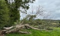 A victim of ash dieback, Ederney, Co Fermanagh