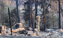 CZU LIghtening Complex Fire: Destruction, Santa Cruz County, California, USA - 24 Aug 2020<br>Mandatory Credit: Photo by Amy Katz/ZUMA Wire/REX/Shutterstock (10754916i) Destroyed home on Empire Grade Road, in the Bonny Doon neighborhood, accessible from Highway 1 (Cabrillo Highway). Over 200 homes have been destroyed and many others damaged in the CZU Lightening Complex Fire. CZU LIghtening Complex Fire: Destruction, Santa Cruz County, California, USA - 24 Aug 2020