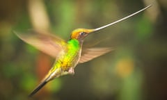 A sword-billed Hummingbird in the Ecuadorian cloud forest, as seen on Planet Earth II.