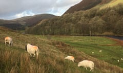 Sheep grazing at Tebay, Cumbria.
