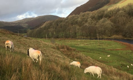 Sheep grazing at Tebay, Cumbria.  