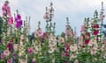 A full garden of multi-coloured hollyhocks in bloom.