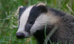 Badger in long grass.