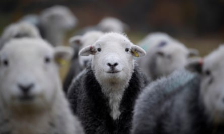 A flock of Herdwick ewes on upland pastures at tupping time.