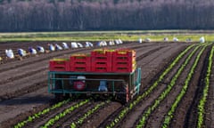 Lettuces being planted