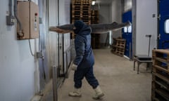 An employee carries a blue shark into cold storage at Miami Pescado, Cananéia.