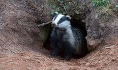 Badger emerging from a sett, Yorkshire, England.