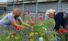 Sue Hulme (left) and Deb Fath pick flowers to make bouquets at the Wonky Garden, Cheshire