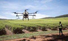 A person operating a large drone beside rows of tea plants