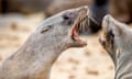 Two sleek seals on a beach bare their teeth at each other