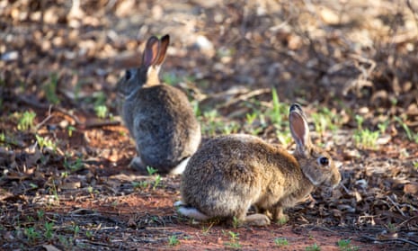 European Rabbits (Oryctolagus cuniculus) at Kings Creek.