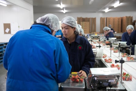 Workers at a strawberry farm in Launceston, Tasmania