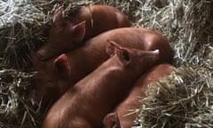 Four Tamworth pigs snuggled in hay.