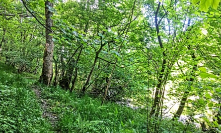 A naturally regenerating part of Andrea Meanwell’s farm, where livestock are fenced out. Both pics by Andrea Meanwell.