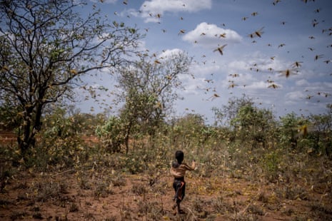 A boy chases away a swarm of locusts in garden in Bilayolo village in Kitgum district, north Uganda.