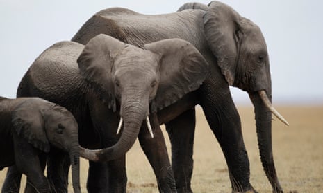 A family of elephants in the Amboseli National Park southeast of Kenya’s capital Nairobi.
