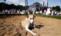 A stray dog lies on the ground at the Sultanahmet Square in Istanbul, Turkey, May 26, 2024. REUTERS/Dilara Senkaya