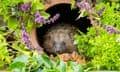 A hedgehog inside a clay drainage pipe surrounded by colourful flowering plants