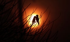 Birds at sun rise amid smoke from a burning tract of Amazon jungle, being cleared by loggers and farmers near Porto Velho, Brazil