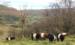 Belted Galloway cattle on a hillside in Westmorland.