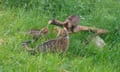 Wildcat kittens and cats playing