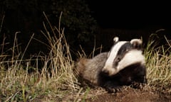 Badger sitting outside.<br>BR0A05 Badger sitting outside.