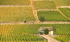 A vineyard in Burgundy, France