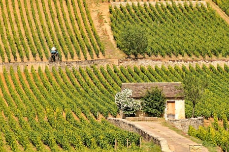 A vineyard in Burgundy, France