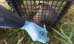 A badger in a cage being injected