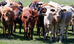 Brown, black and cream-coloured young cattle huddle together in a field