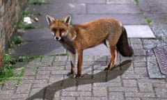 A fox standing on a city street